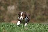 BORDER COLLIE 806